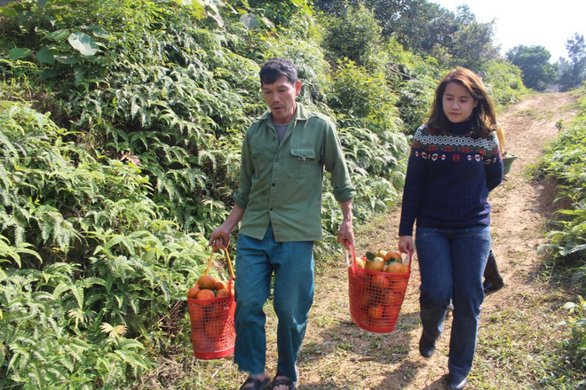 [Photo] Đặc sản Cam bù Hà Tĩnh sẵn sàng cho vụ Tết Nguyên đán ảnh 4