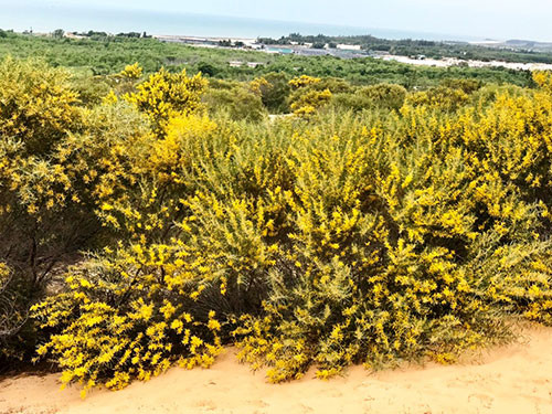 Khám phá vẻ đẹp thiên nhiên hoang sơ của tỉnh Bình Thuận ảnh 2