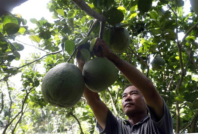 (Ảnh minh họa: Trần Việt/TTXVN) Giá bưởi da xanh xuống thấp, nhà vườn lo lắng khi Tết cận kề ảnh 1