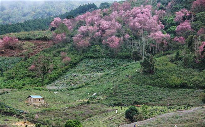 Nỗ lực vực dậy ngành du lịch sau tổn thất nghiêm trọng vì COVID-19 ảnh 2