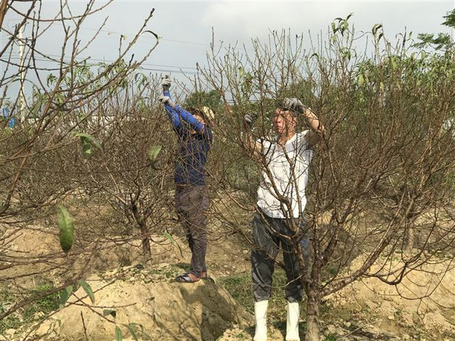 Đào phai Quảng Chính - loài hoa được nhiều khách hàng săn đón dịp Tết ảnh 2