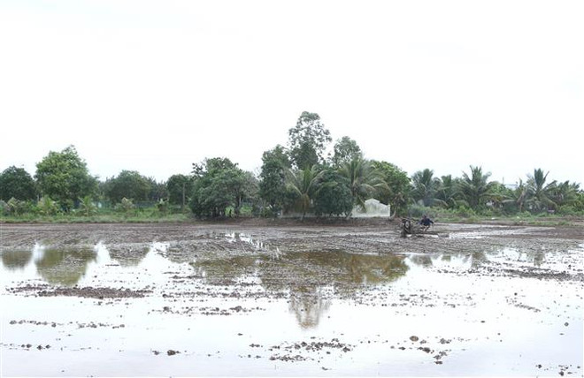 Hậu Giang: Phòng, chống xâm nhập mặn trong dịp Tết Nguyên đán ảnh 1