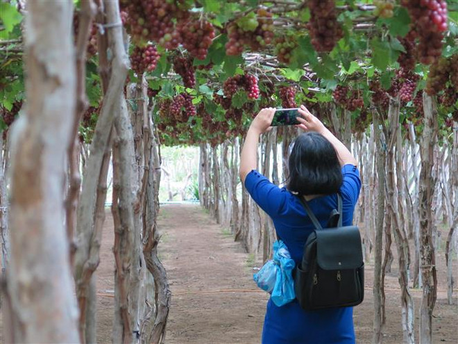 Ninh Thuận đưa ngành du lịch vươn mình trở thành điểm đến lý tưởng ảnh 2