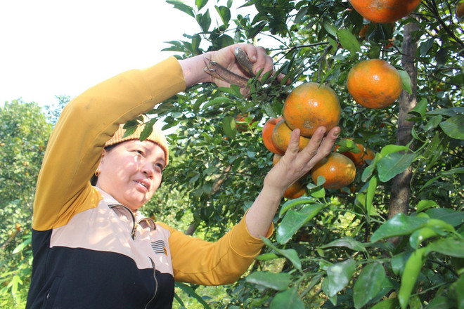 [Photo] Đặc sản Cam bù Hà Tĩnh sẵn sàng cho vụ Tết Nguyên đán ảnh 2