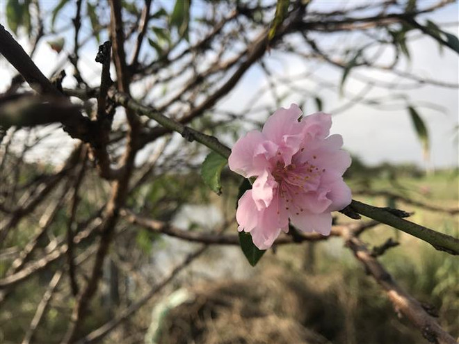 Đào phai Quảng Chính - loài hoa được nhiều khách hàng săn đón dịp Tết ảnh 1