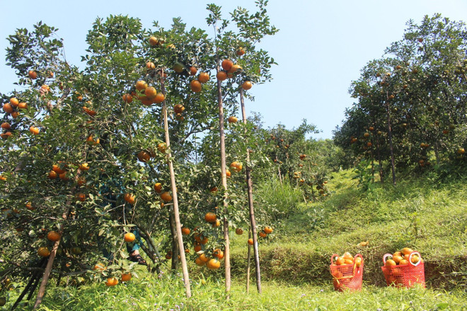 [Photo] Đặc sản Cam bù Hà Tĩnh sẵn sàng cho vụ Tết Nguyên đán ảnh 3