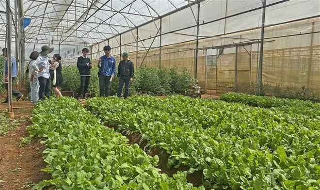 Nhiều loại đặc sản Đà Lạt sẵn sàng phục vụ Tết Nguyên đán ảnh 2