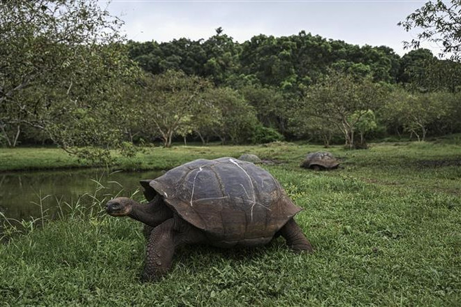 Rác thải đang đe dọa loài rùa khổng lồ Galapagos ở Ecuador ảnh 1