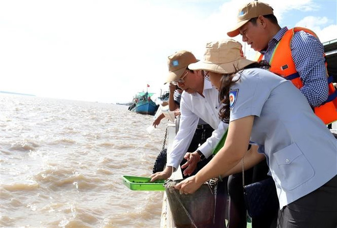 Thả 1,5 triệu con giống tái tạo nguồn thủy sản sông Hậu ảnh 1