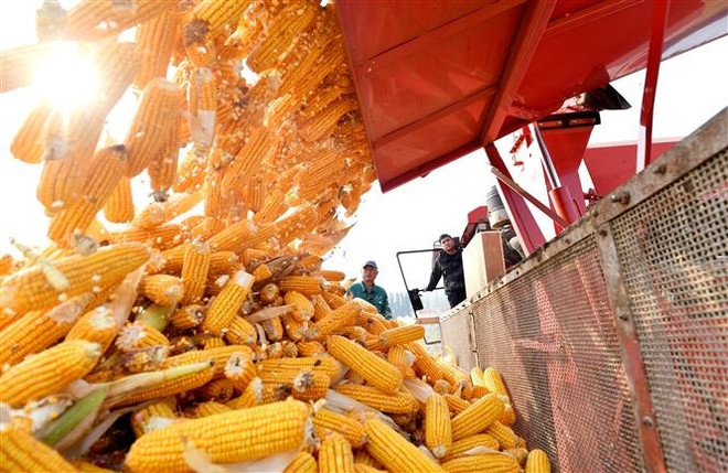 Bức tranh thị trường hàng hóa toàn cầu trong tương lai gần ảnh 1