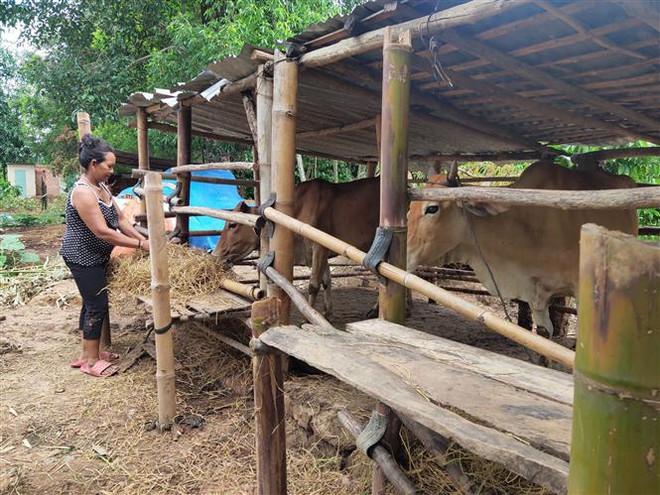 Kon Tum thực hiện các biện pháp ngăn chặn bệnh viêm da nổi cục trên bò ảnh 2