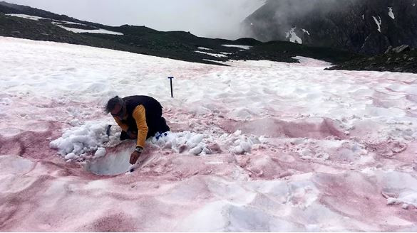 Giải mã hiện tượng "máu sông băng" kỳ lạ trên dãy Apls ảnh 1