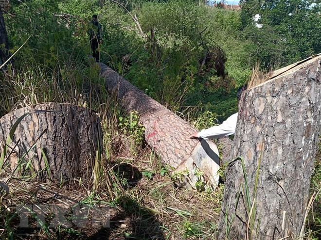 Lâm Đồng chỉ đạo khẩn trương điều tra vụ phá rừng dưới chân Núi Voi ảnh 1