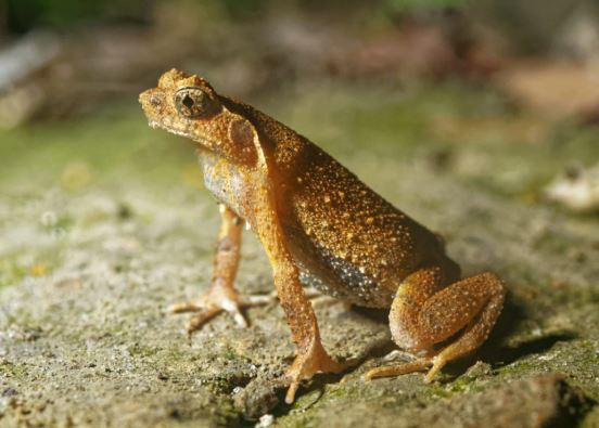 Nhập viện vì ăn sống 5 con ếch để chữa bệnh theo phương pháp dân gian ảnh 1