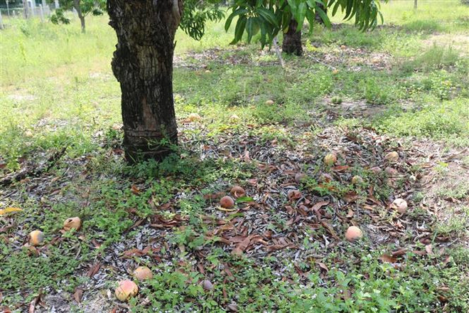 Hỗ trợ nông dân vùng 'thủ phủ xoài' tỉnh Khánh Hòa tiêu thụ nông sản ảnh 2