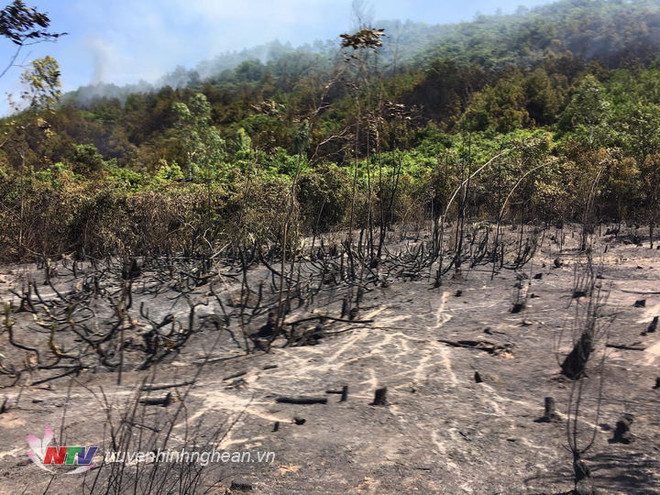 Nghệ An: Kịp thời dập tắt đám cháy rừng thông ở Quỳnh Lập ảnh 1