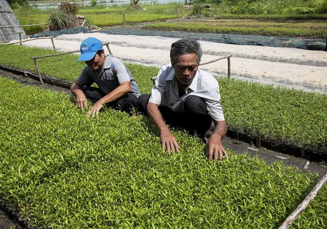 Rà soát sử dụng đất, nâng cao hiệu quả của các công ty nông lâm nghiệp ảnh 2