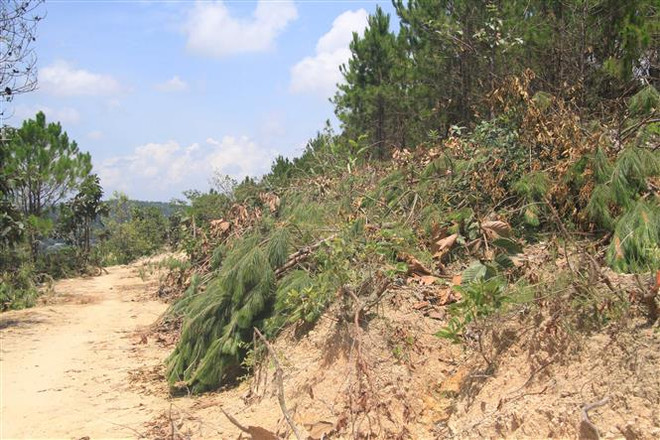 Lâm Đồng: Phát hiện thêm một vụ phá rừng thông lấy đất sản xuất ảnh 1