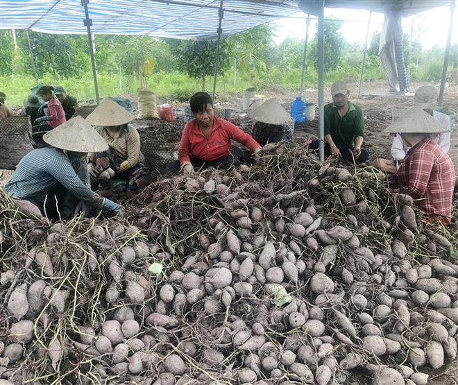 Bà con nông dân xã Phú Long, huyện Châu Thành, thu hoạch khoai lang. (Ảnh: Nguyễn Văn Trí/TTXVN) Đồng Tháp hỗ trợ tiêu thụ hơn 6.000 tấn khoai lang tím tồn đọng ảnh 1