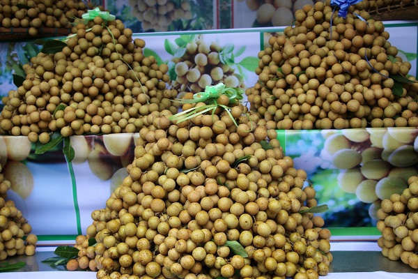 Nhãn Sông Mã. (Nguồn: baotainguyenmoitruong.vn) Vựa nhãn Sông Mã chủ động tìm đầu ra trong thời kỳ dịch bệnh ảnh 1