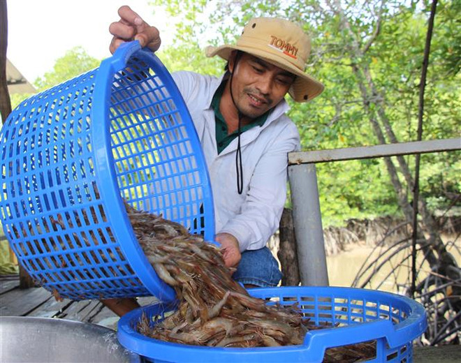Sản lượng tôm nuôi của tỉnh Trà Vinh tăng hơn 6.000 tấn ảnh 1