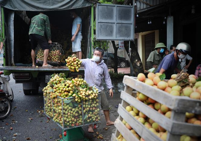 Quản lý thị trường hỗ trợ Bắc Giang tiêu thụ 3.000 tấn vải thiều ảnh 2