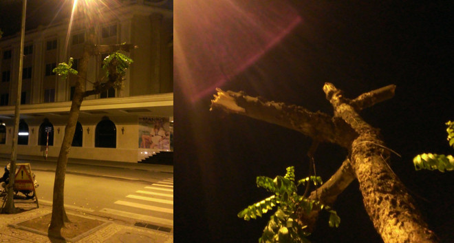 Bắt đôi nam nữ thuê người “trừ khử” cây xanh trước cửa nhà ảnh 1