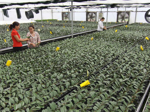 Ngăn chặn việc thu gom gen quý của tư thương nước ngoài ảnh 1