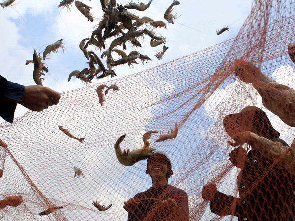 Giá tôm ở Cà Mau tăng trở lại sau ba tháng sụt giảm ảnh 1