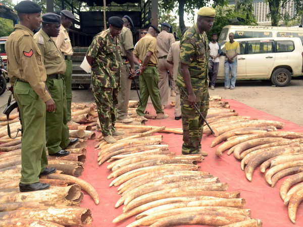 Săn bắn động vật hoang dã là hành vi tiếp tay cho tham nhũng ảnh 1