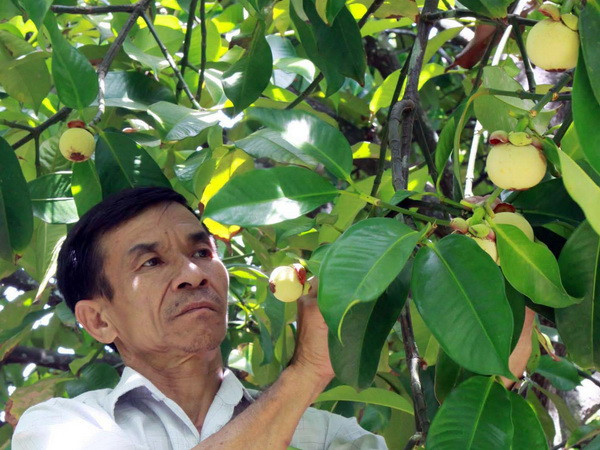 Giá măng cụt ở Bến Tre thấp nhất từ trước đến nay ảnh 1