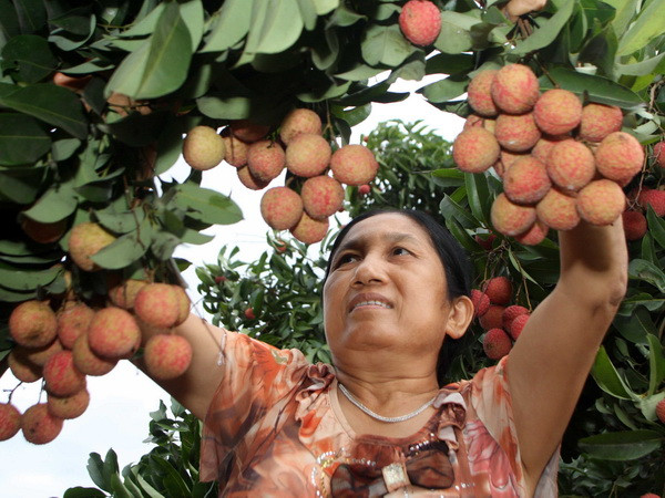 "Vương quốc" vải thiều sôi động bước vào mùa quả ngọt ảnh 1