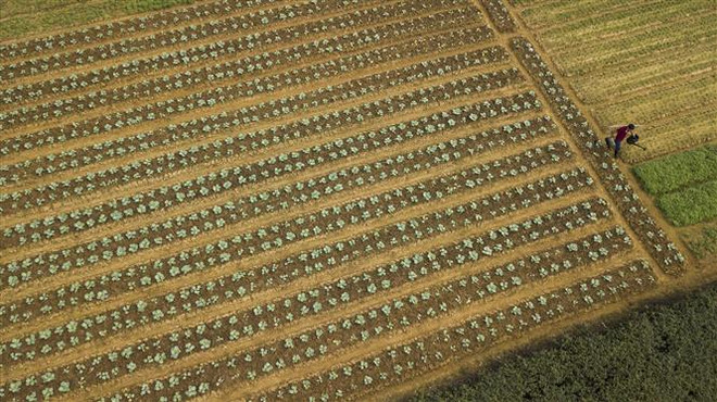 Cấp trên 2.900 tấn giống cây trồng cho miền Trung khôi phục sản xuất ảnh 1