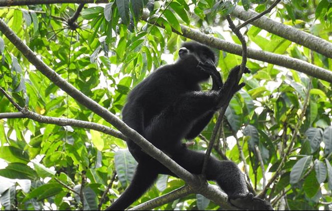 Quảng Trị: Voọc gáy trắng tấn công, cắn 12 người đi đường bị thương ảnh 1