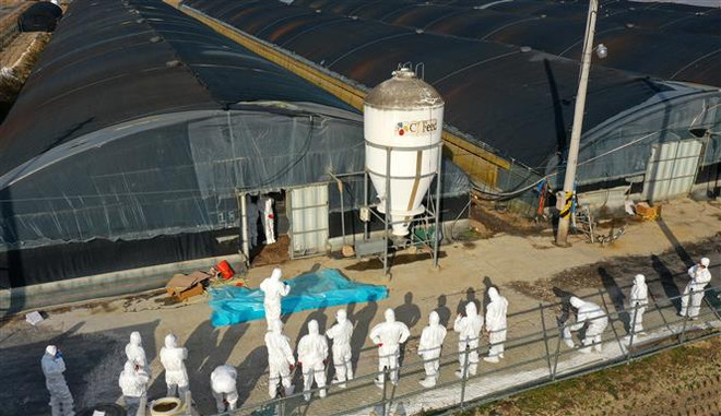 Dịch cúm gia cầm độc lực cao tại Hàn Quốc diễn biến phức tạp ảnh 1