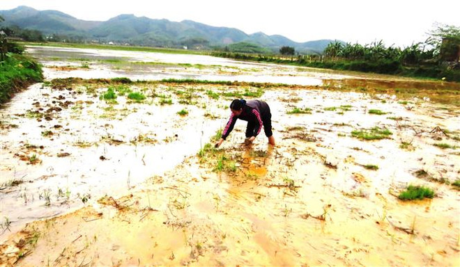 Cấp trên 2.900 tấn giống cây trồng cho miền Trung khôi phục sản xuất ảnh 2