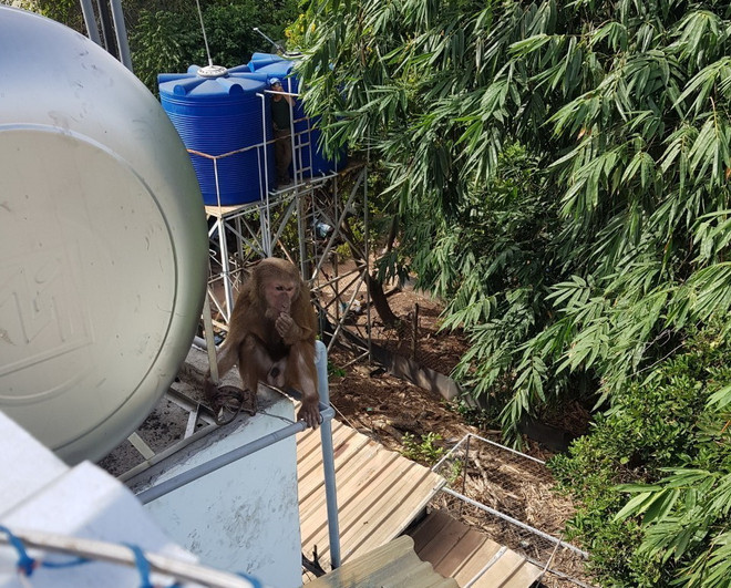 Bắt được một cá thể khỉ quý hiếm tấn công người dân tại Bình Dương ảnh 1