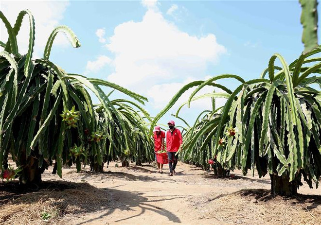 Hiệp định UKVFTA: Kỳ vọng rộng mở cho nông sản Việt sang Anh ảnh 1