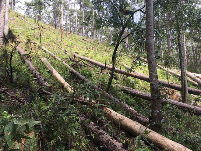 Bảo vệ rừng vùng giáp ranh 3 tỉnh Quảng Nam, Quảng Ngãi và Kon Tum ảnh 1