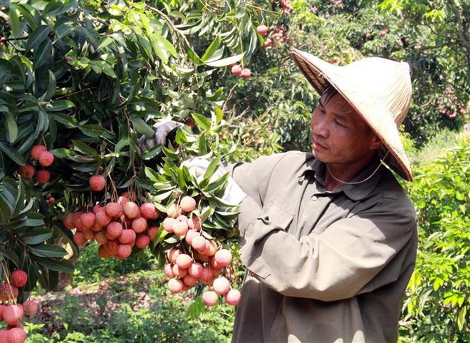 Đẩy mạnh hội nhập quốc tế phục vụ phát triển kinh tế, xã hội ảnh 2