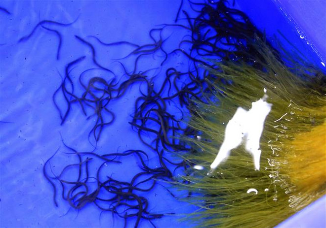 Thanh niên khởi nghiệp làm giàu trên quê hương với nghề nuôi lươn ảnh 2