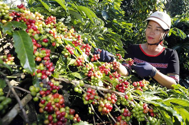 Thị trường nông sản tuần qua: Giá càphê bật tăng trở lại ảnh 1