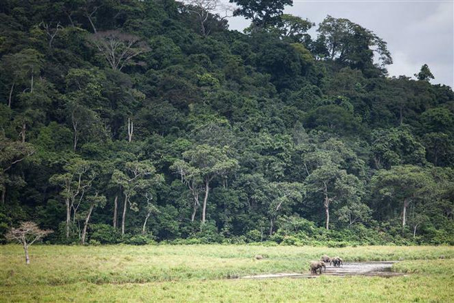 Cây rừng tại công viên quốc gia Ivindo ở Langoue Bai, gần Makokou, Gabon, ngày 26/4/2019. (Nguồn: AFP/TTXVN) Cần làm gì để bảo vệ hành tinh Xanh trong cuộc chiến biến đổi khí hậu? ảnh 1