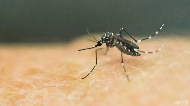 Singapore ghi nhận trường hợp nhiễm virus Zika đầu tiên trong năm 2019 ảnh 1