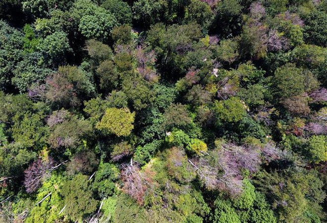 Nhiều 'đại gia' hàng tiêu dùng lỡ mục tiêu về chống phá rừng ảnh 1