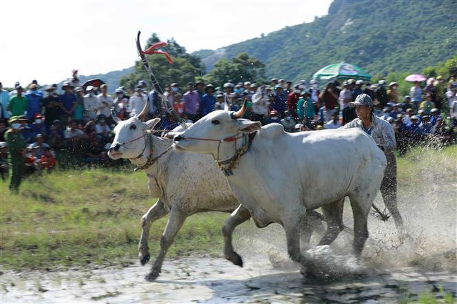 Tưng bừng lễ hội đua bò truyền thống của đồng bào Khmer huyện Tri Tôn (An Giang). (Ảnh: Vũ Sinh/TTXVN) Phát huy các giá trị văn hóa dân tộc Khmer trong thu hút du lịch ảnh 2