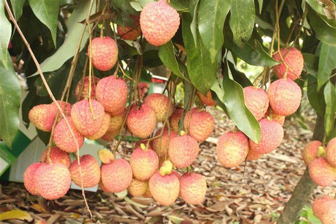 Làm sâu sắc thêm dòng chảy thương mại hai nước Việt Nam-Trung Quốc ảnh 2