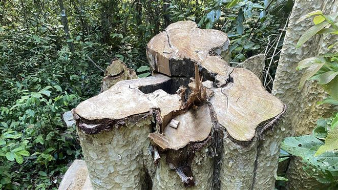 Phú Yên xử phạt đối tượng phá rừng sau phản ánh của TTXVN ảnh 1