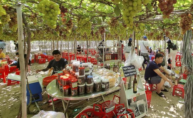 Tour trải nghiệm vườn nho Ninh Thuận hút khách trong dịp Hè ảnh 2