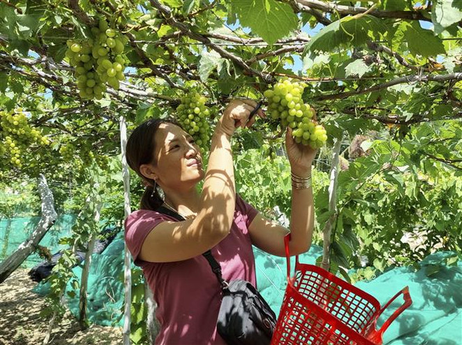 Tour trải nghiệm vườn nho Ninh Thuận hút khách trong dịp Hè ảnh 1